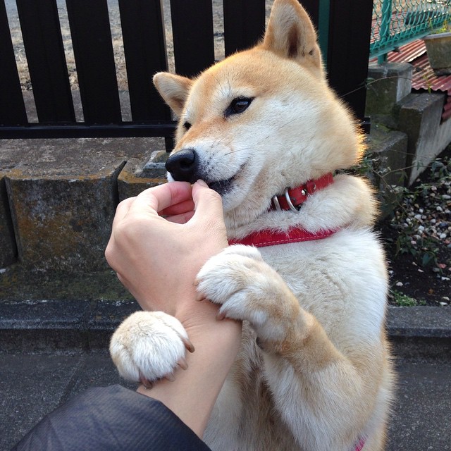 范戴克式统治力，瑞士如何以战术铁壁强势拿下克罗地亚