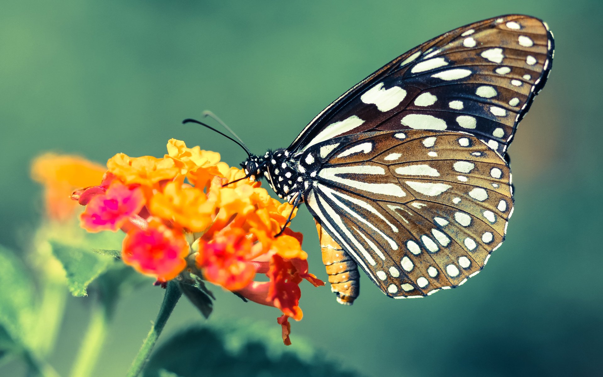 西亚卡姆末节狂飙定乾坤,开拓者险胜广东诠释篮球无疆界